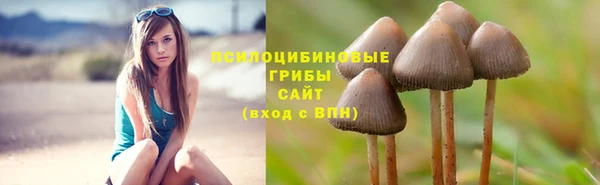 прущие грибы Армянск